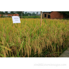 High quality Tianlongyou 540 rice seed